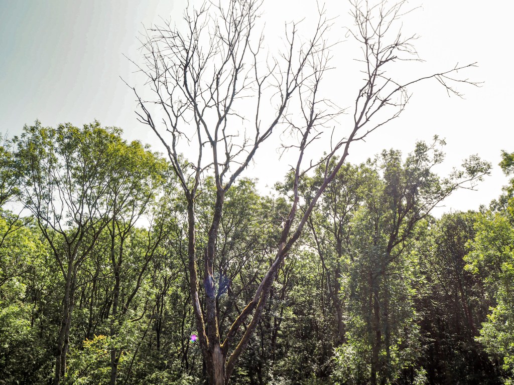 Ein Wald voller Bäume